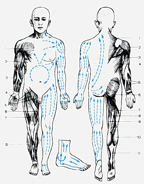 Зоны проведения процедуры массажа